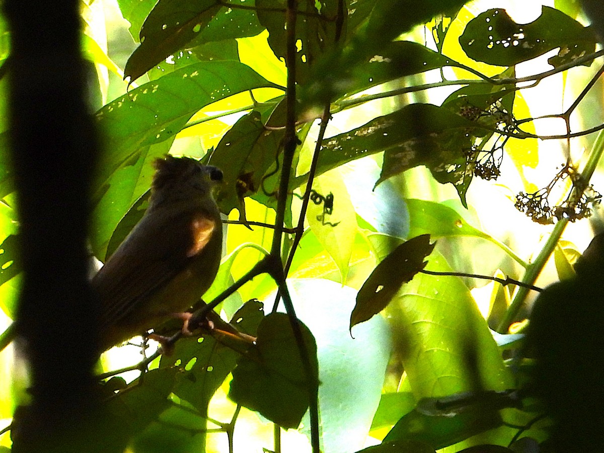 Gray-cheeked Bulbul - ML639357159