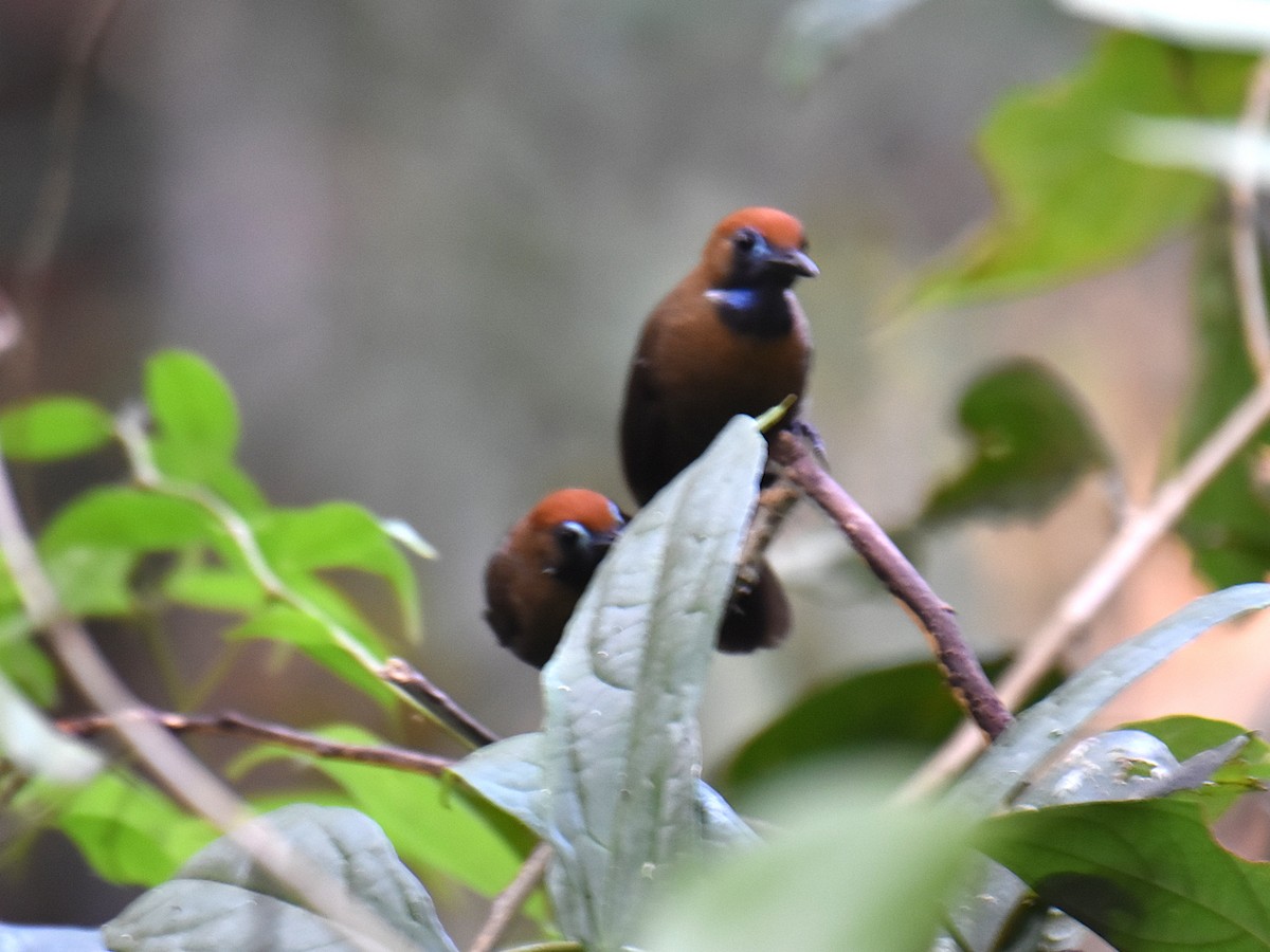 Fluffy-backed Tit-Babbler - ML639357166