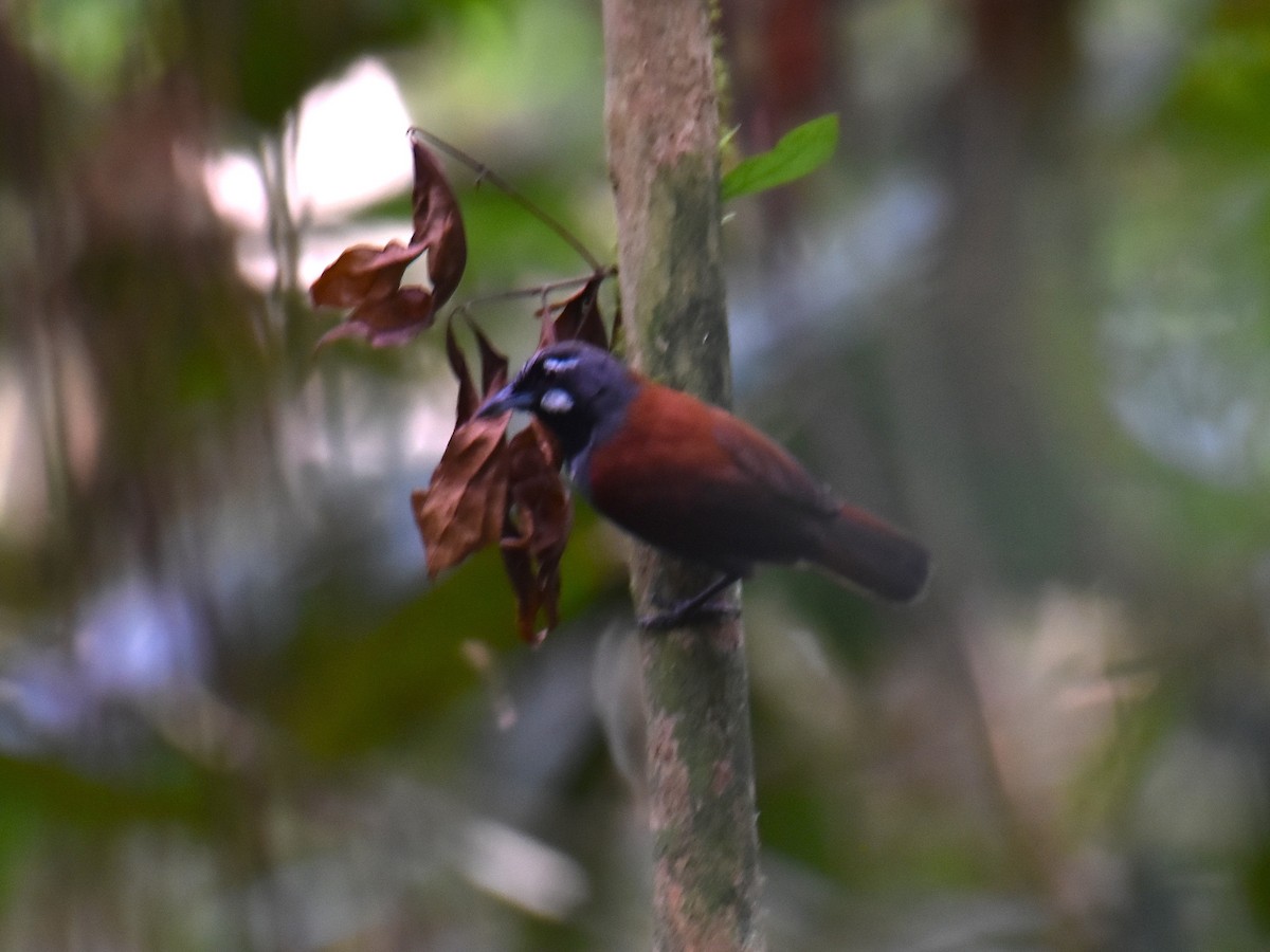 Black-throated Babbler - ML639357171