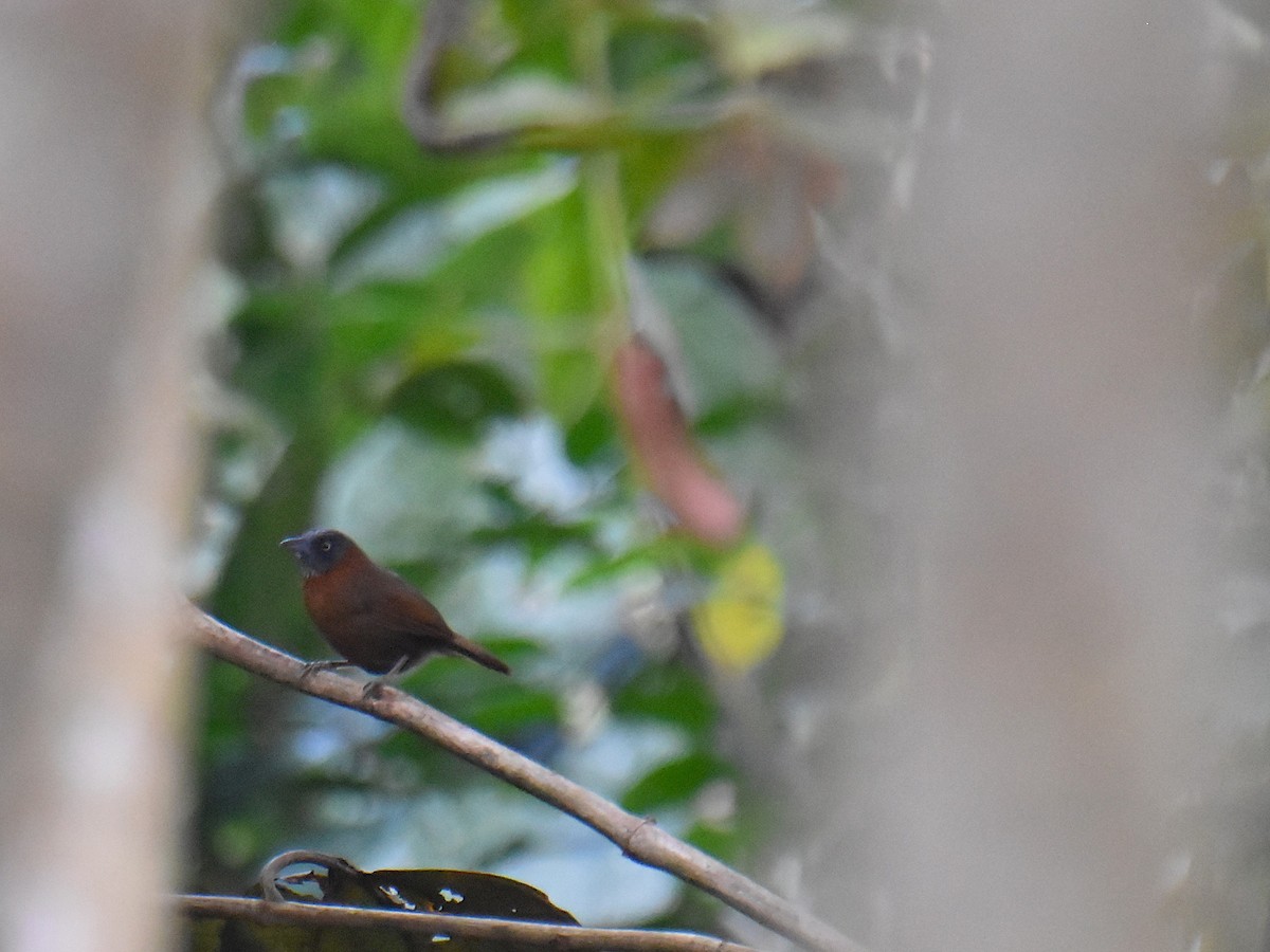 Gray-headed Babbler - ML639357194