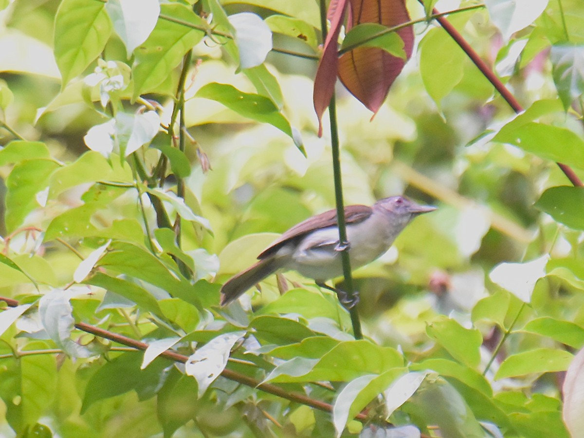 Rufous-crowned Babbler - ML639357215