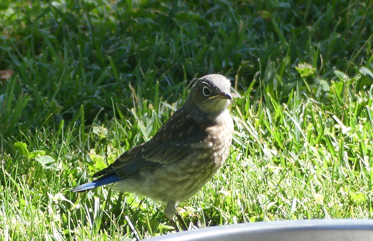 Western Bluebird - ML639357233