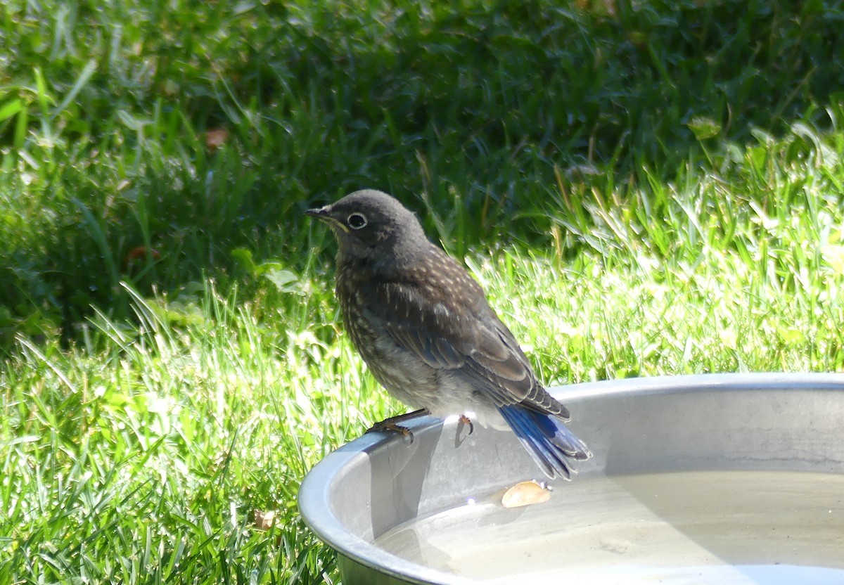 Western Bluebird - ML639357243