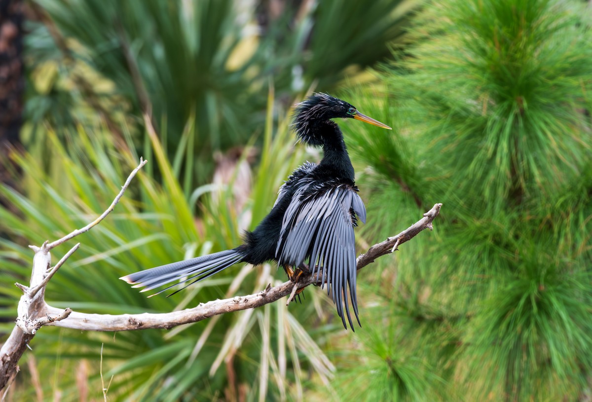 Anhinga - ML639357254