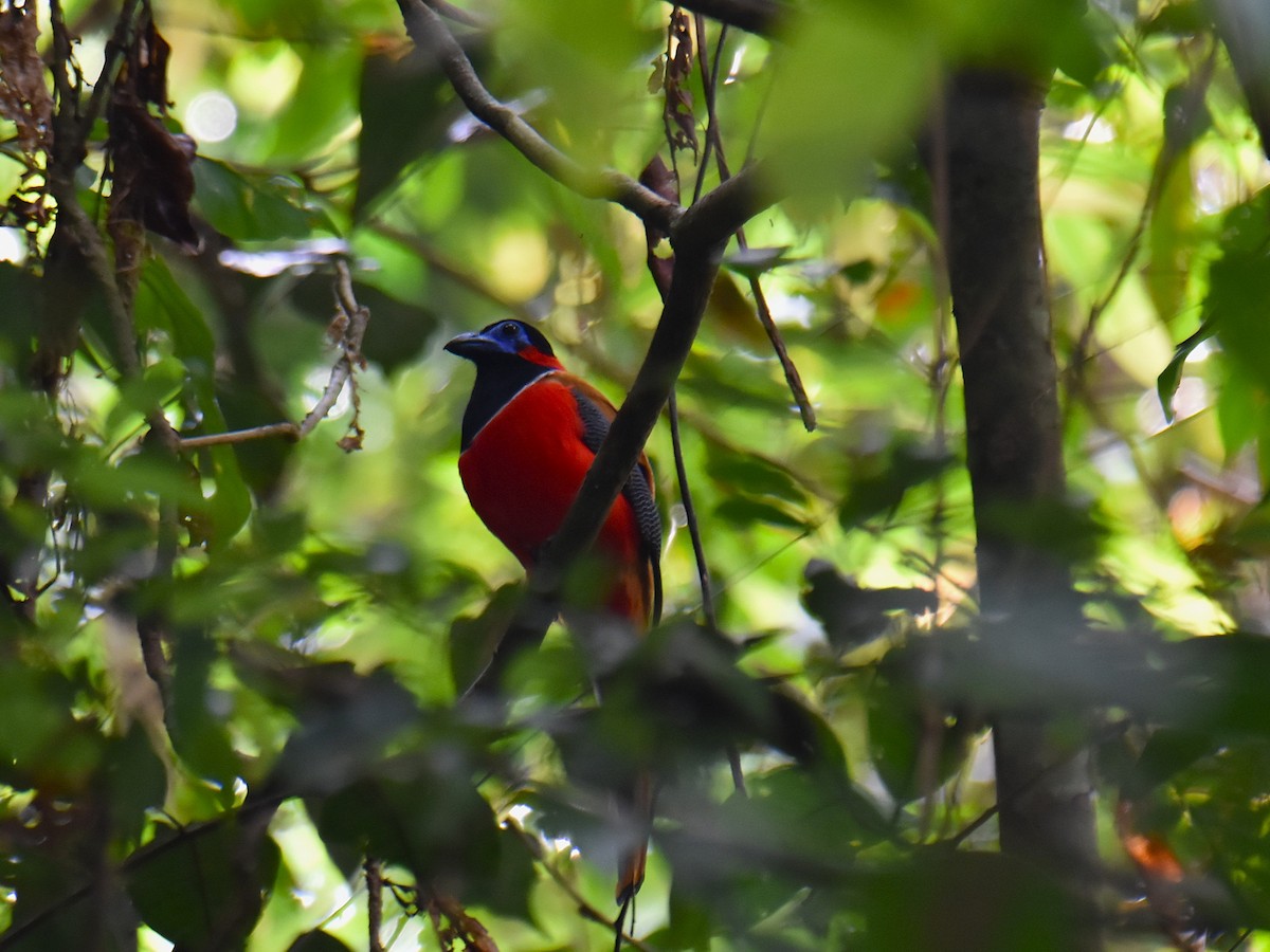 Red-naped Trogon - ML639357274