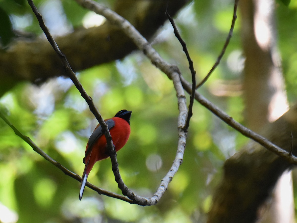 Scarlet-rumped Trogon - ML639357276