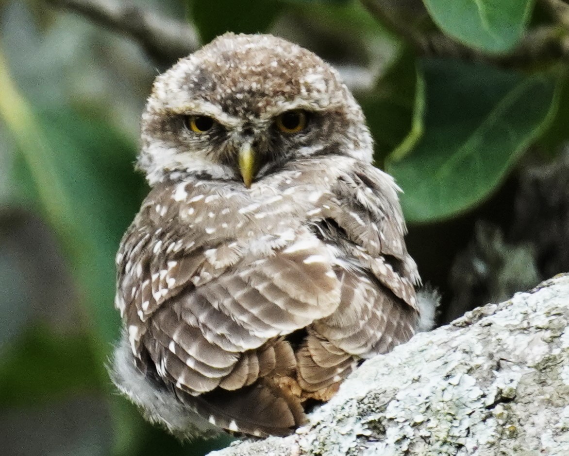 owl sp. - ML639357285
