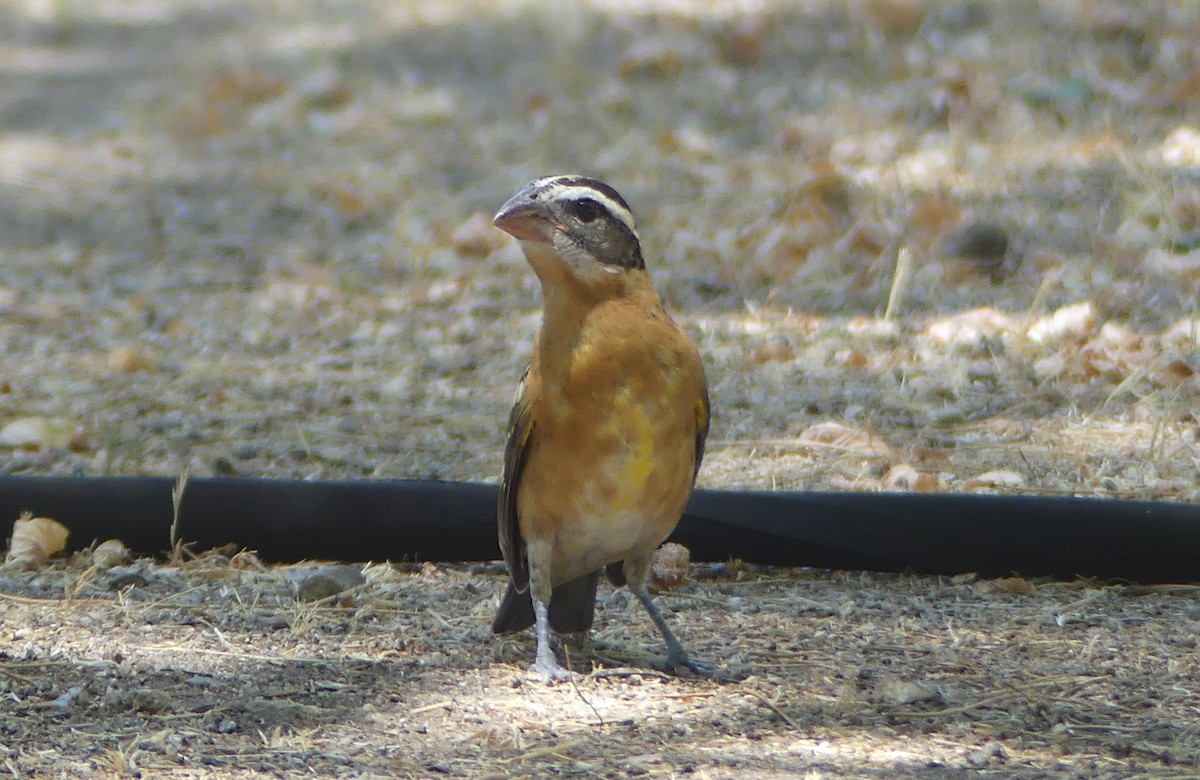 Black-headed Grosbeak - ML639357307