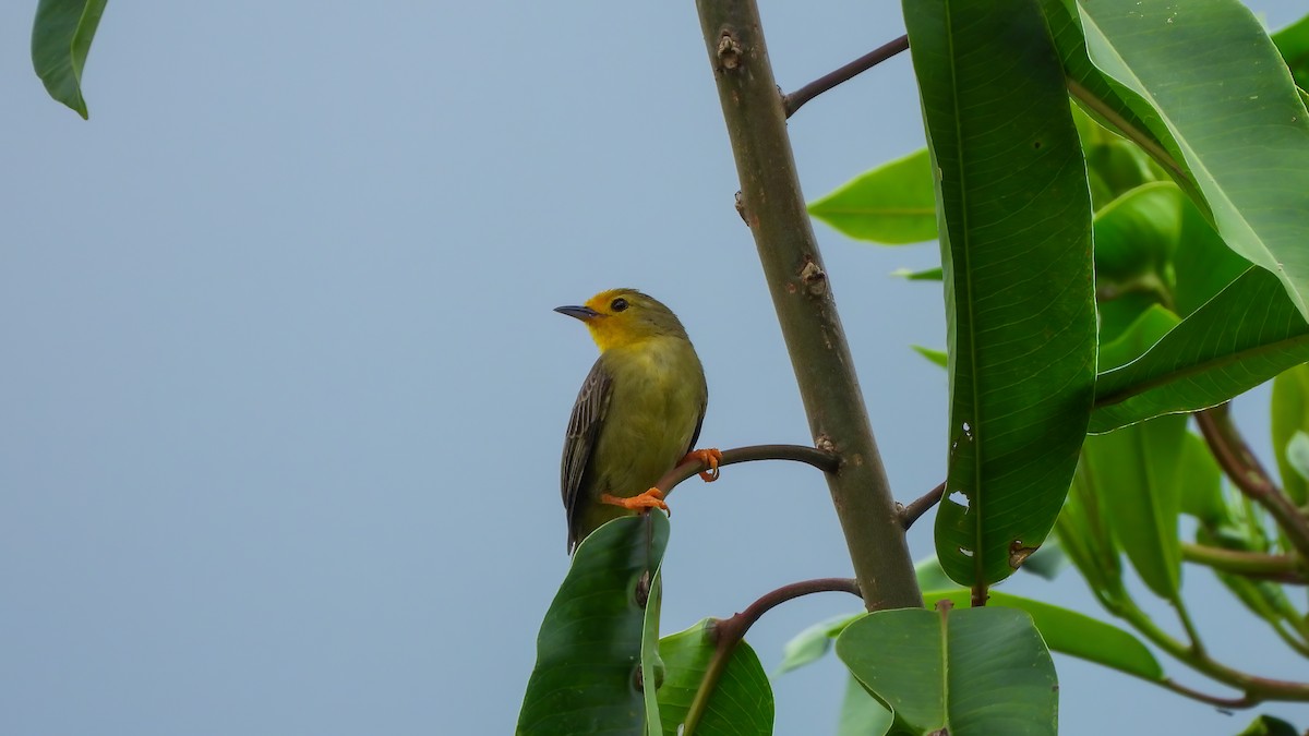 Orange-fronted Plushcrown - ML639357315