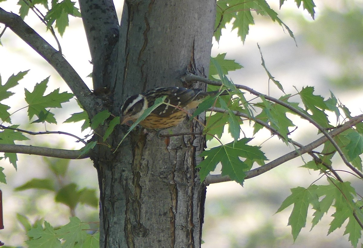 Black-headed Grosbeak - ML639357328