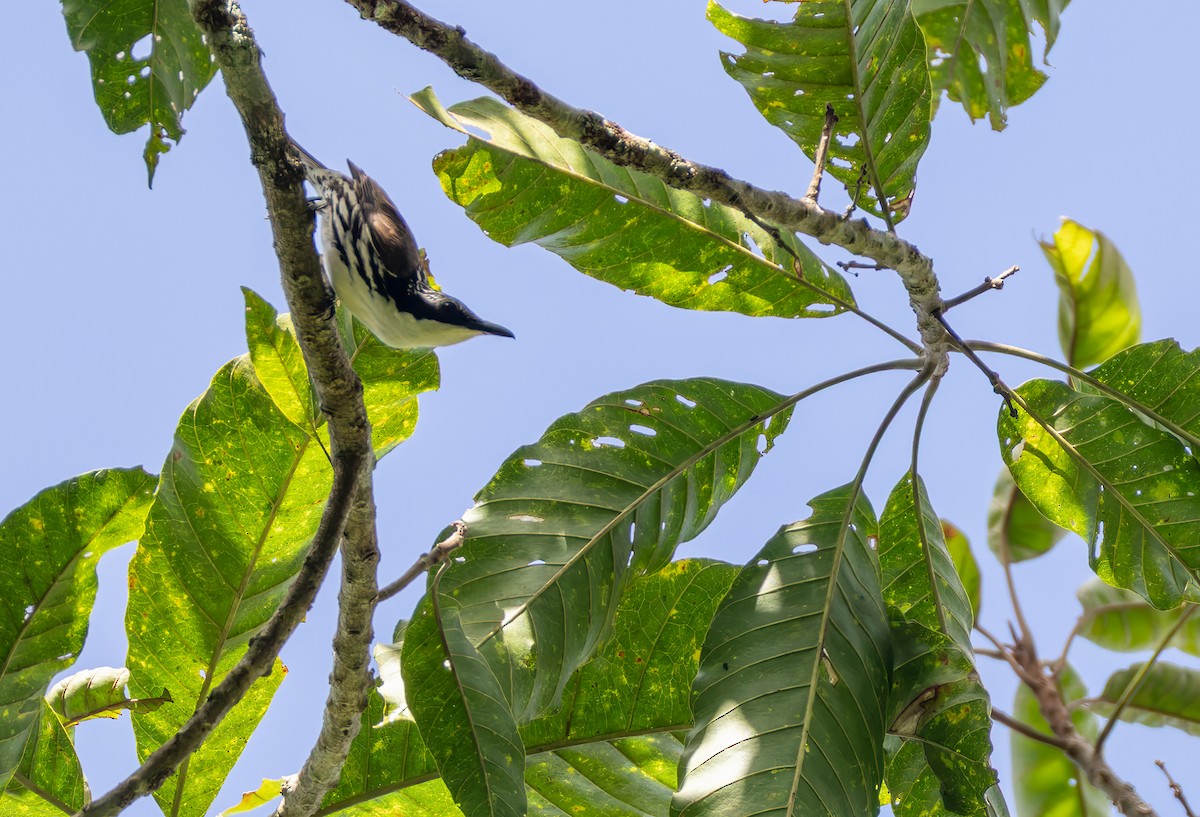 Stripe-sided Rhabdornis - ML639357358