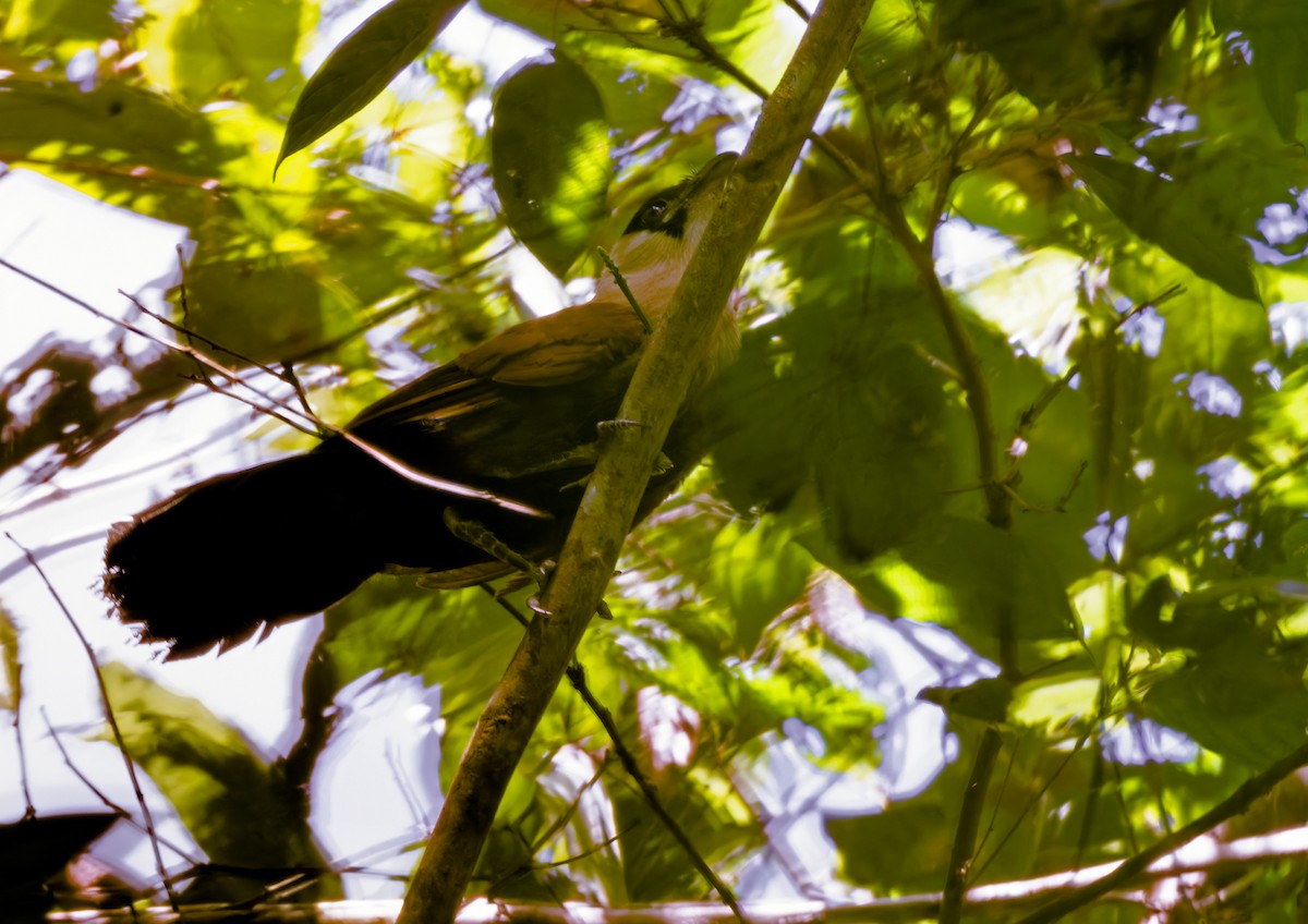 Black-faced Coucal - ML639357379