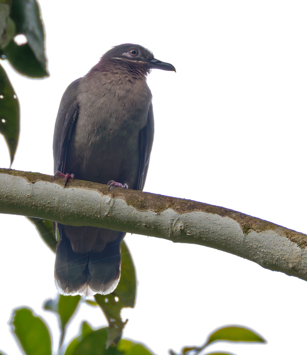 Amethyst Brown-Dove - ML639357380