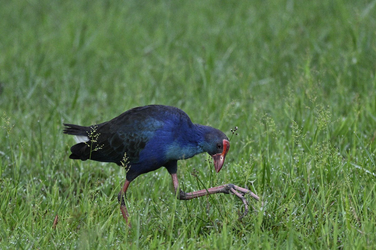 Black-backed Swamphen - ML639357407