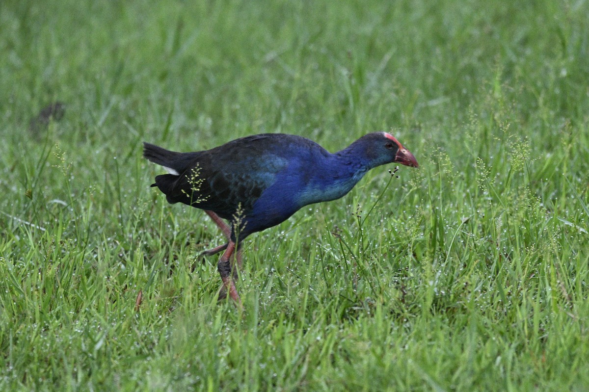 Black-backed Swamphen - ML639357408