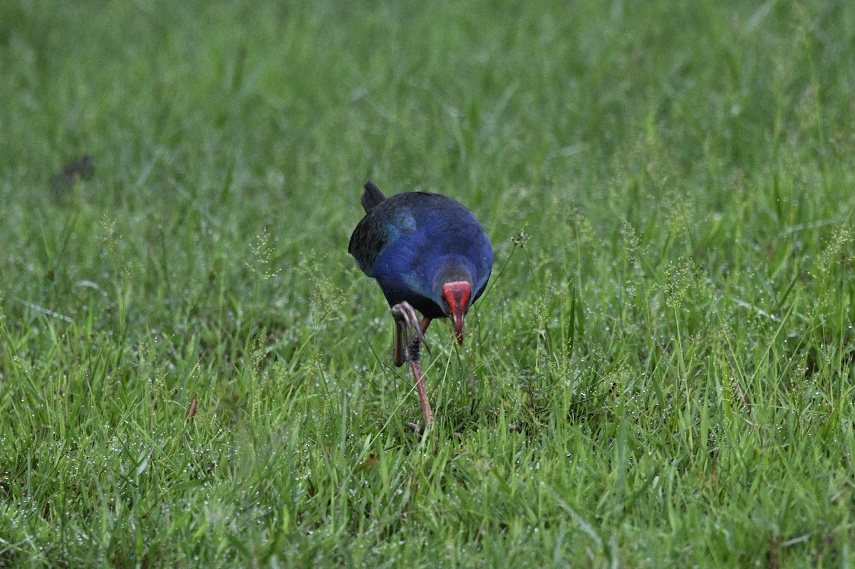 Black-backed Swamphen - ML639357409