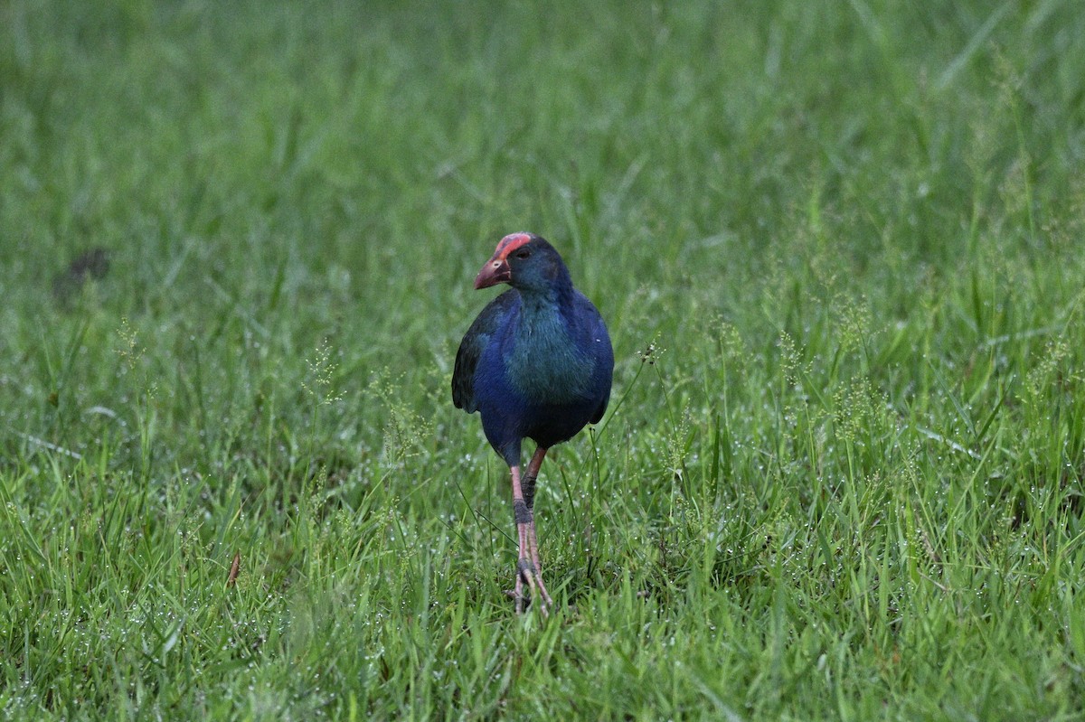 Black-backed Swamphen - ML639357410