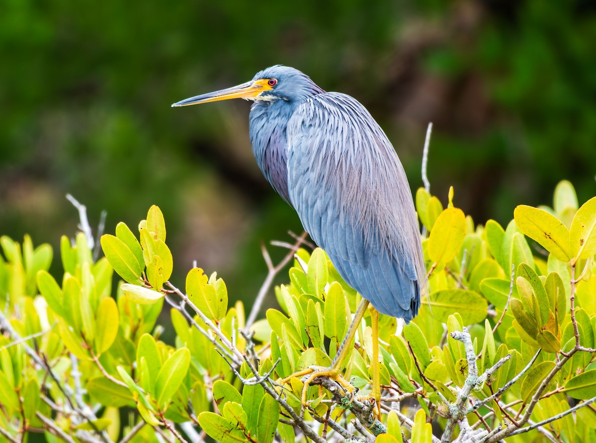 Tricolored Heron - ML639357450