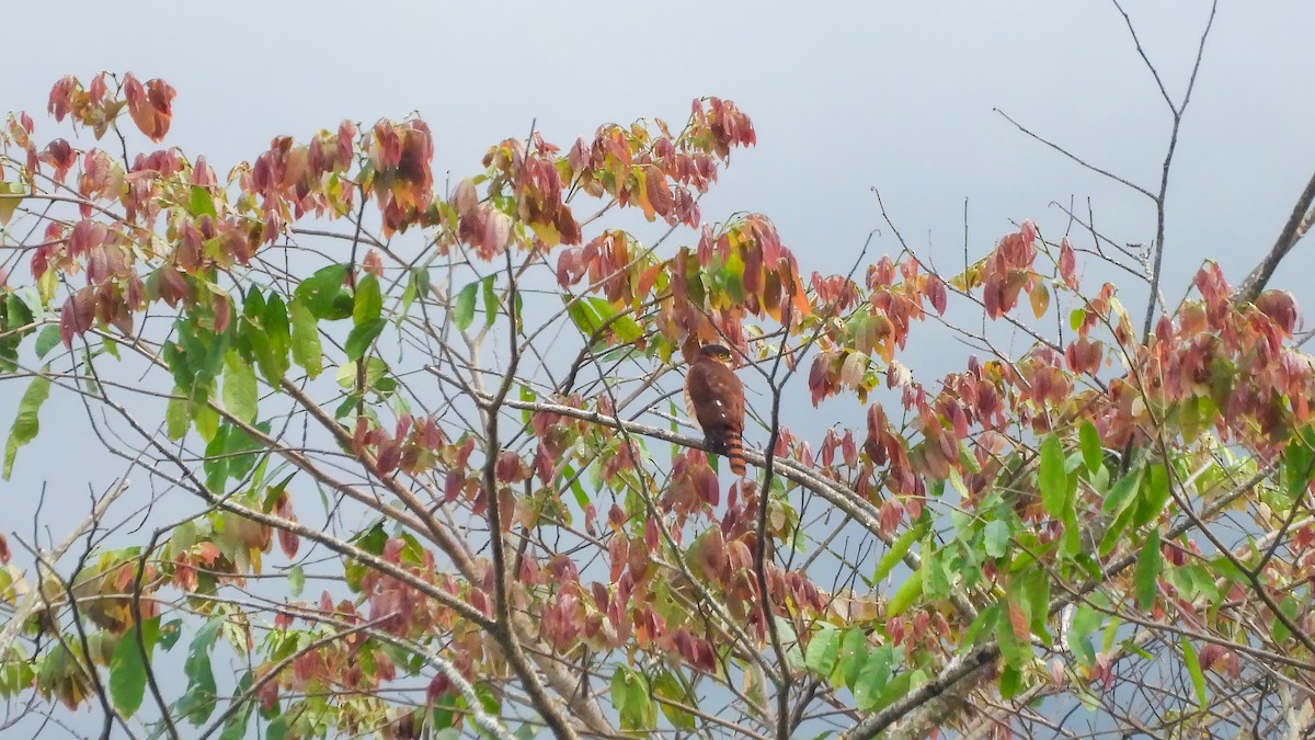 Semicollared Hawk - ML639357472