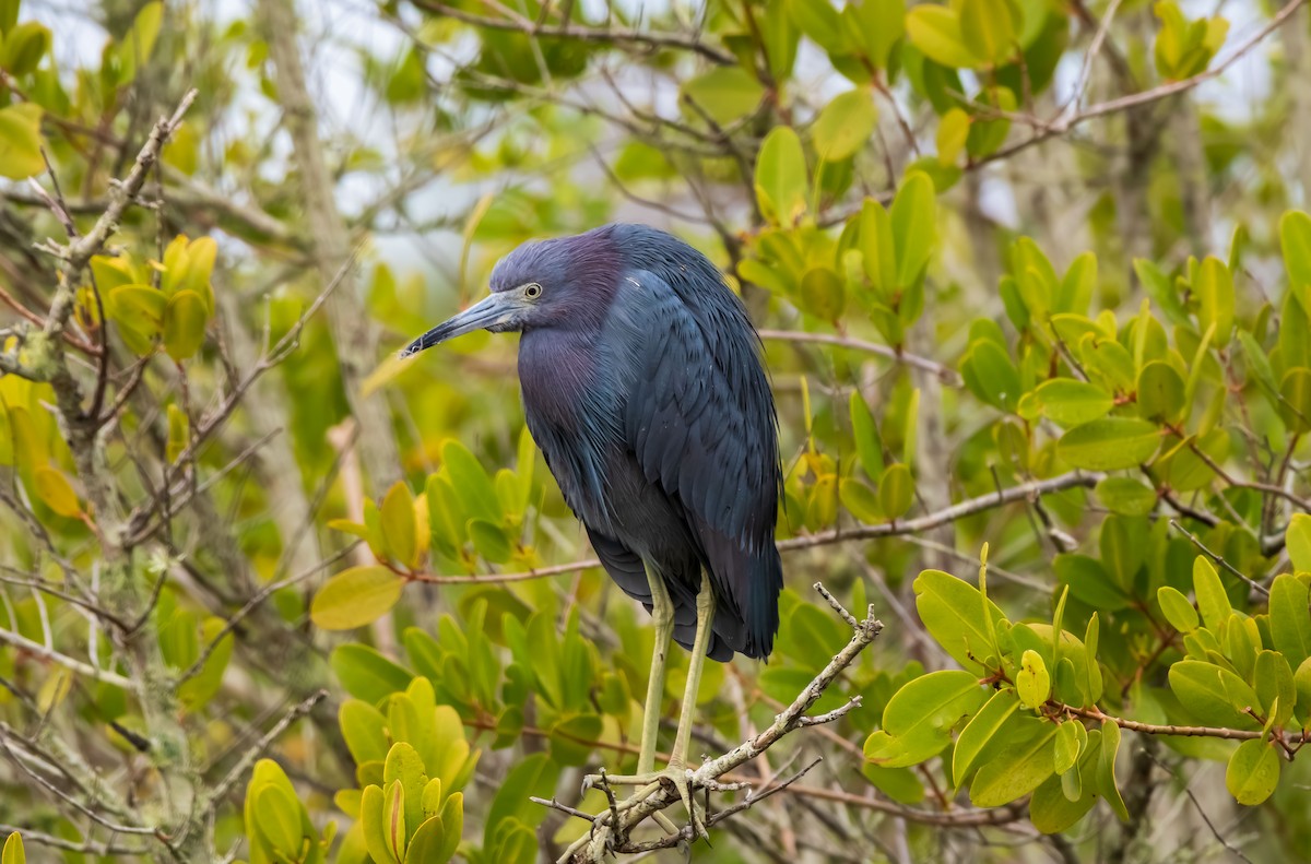 Little Blue Heron - ML639357475