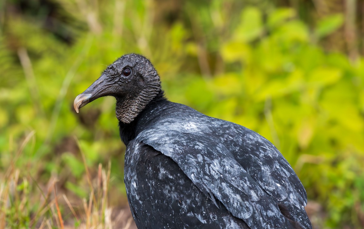 Black Vulture - ML639357552