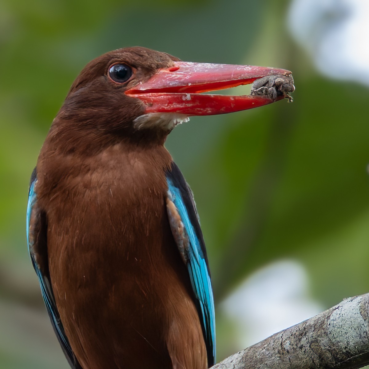 Brown-breasted Kingfisher - ML639357587