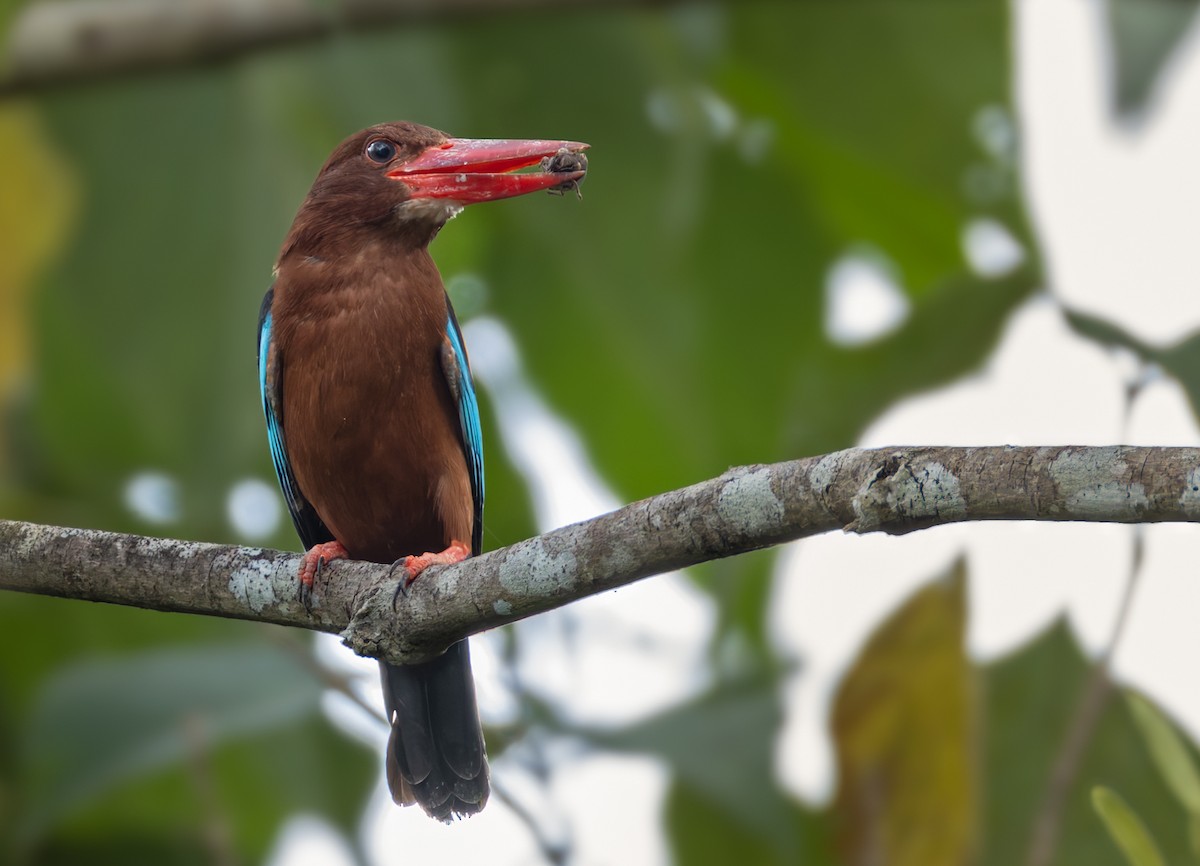 Brown-breasted Kingfisher - ML639357588