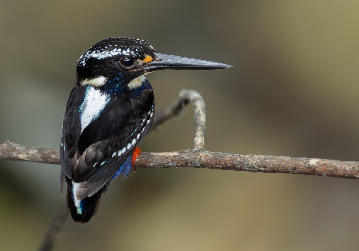 Northern Silvery-Kingfisher - ML639357592