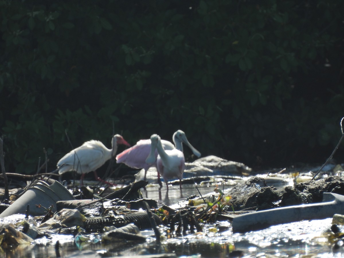ibis bílý - ML639357675
