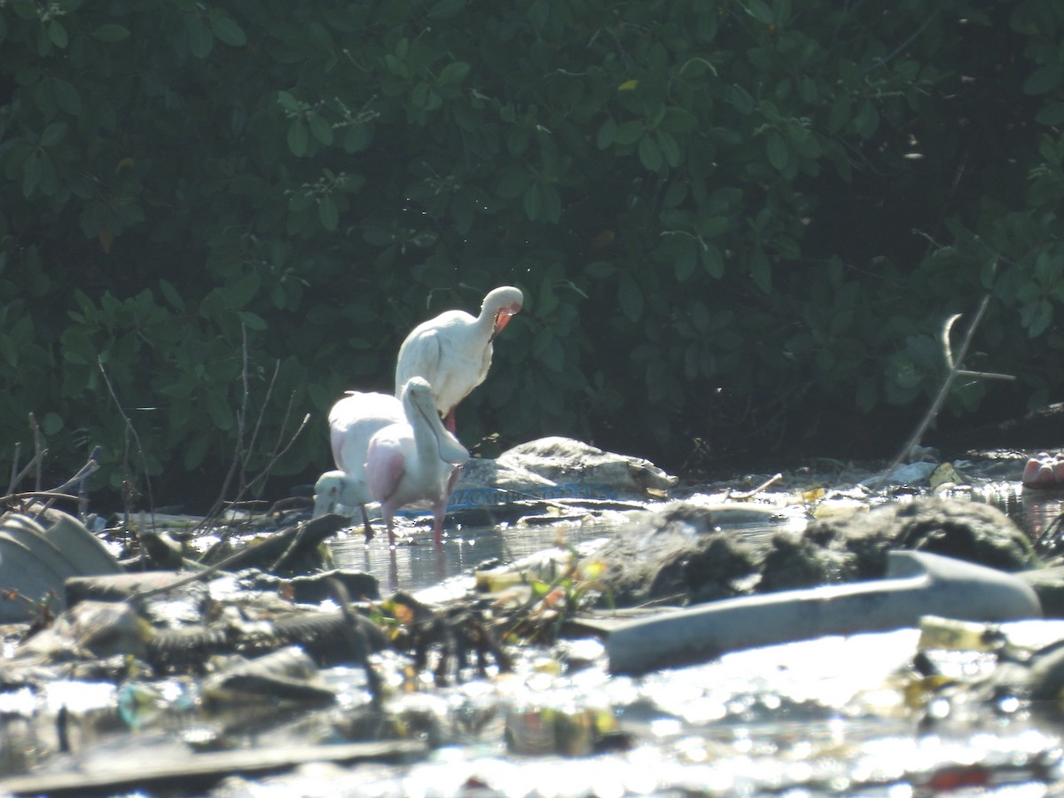 ibis bílý - ML639357676