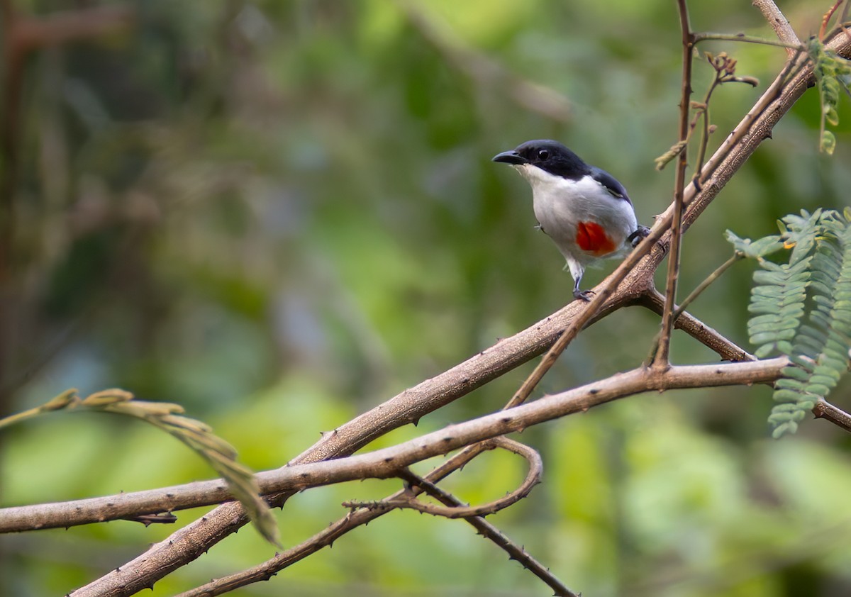 rødkjølblomsterfugl - ML639357682
