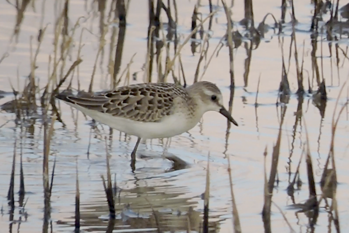 Semipalmated Sandpiper - ML639357700