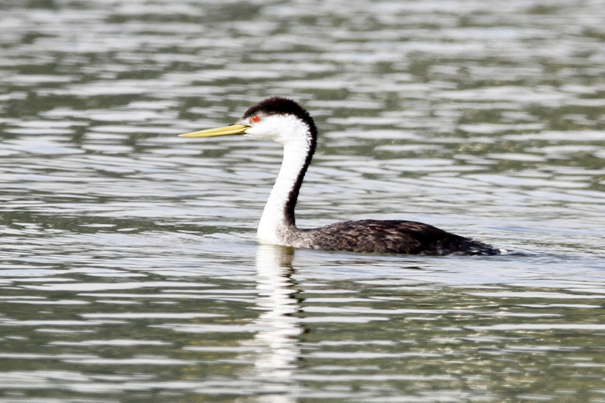 Western Grebe - ML639357724