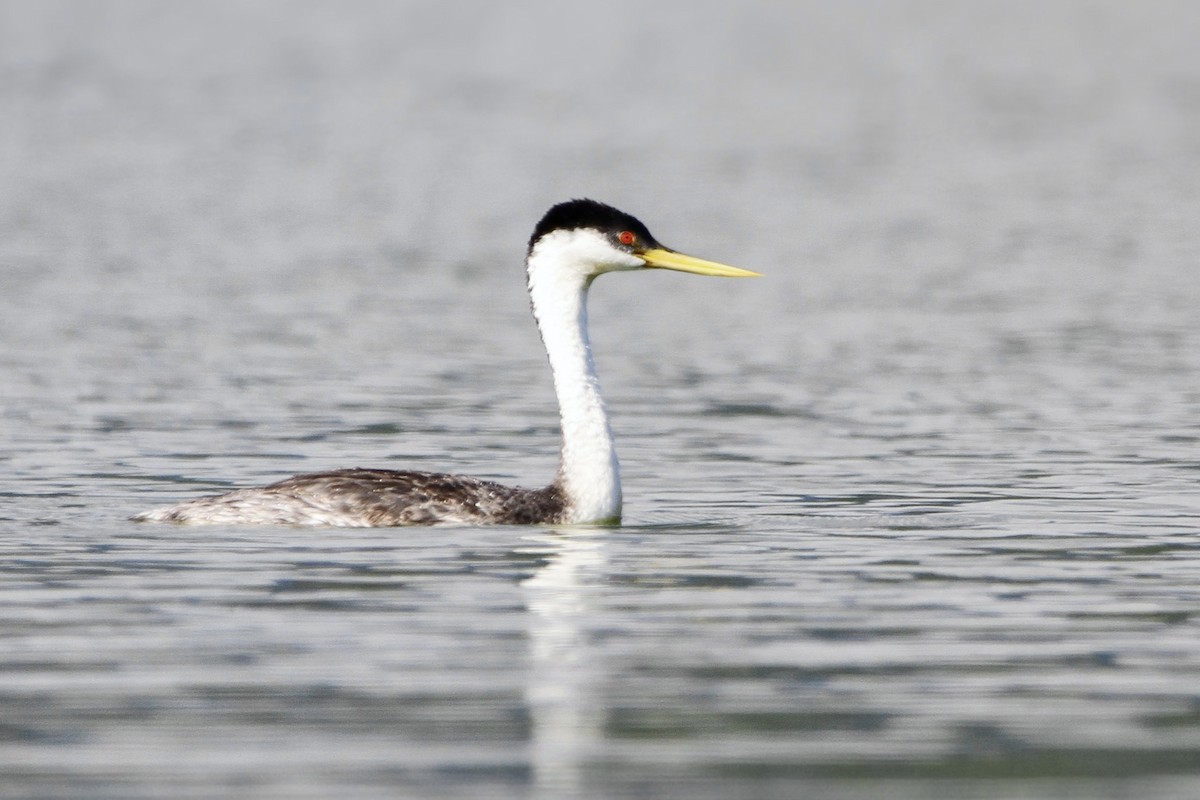Western Grebe - ML639357725