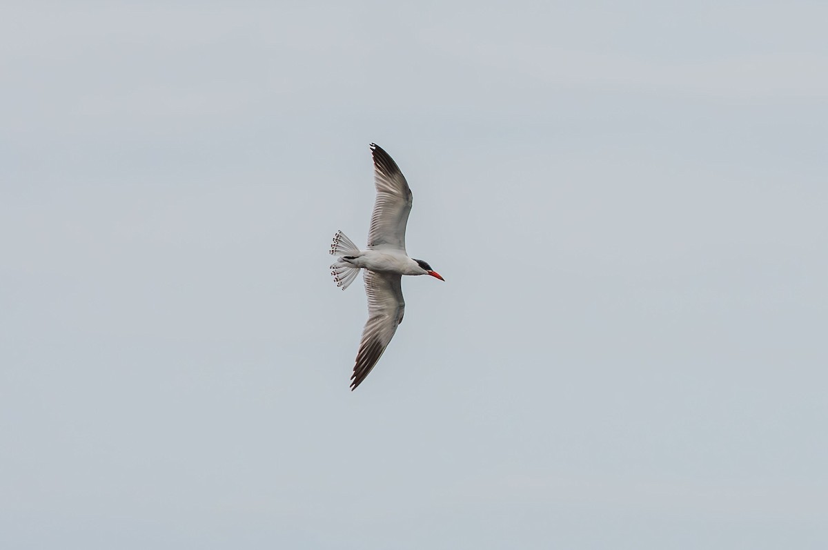 Caspian Tern - ML639357727
