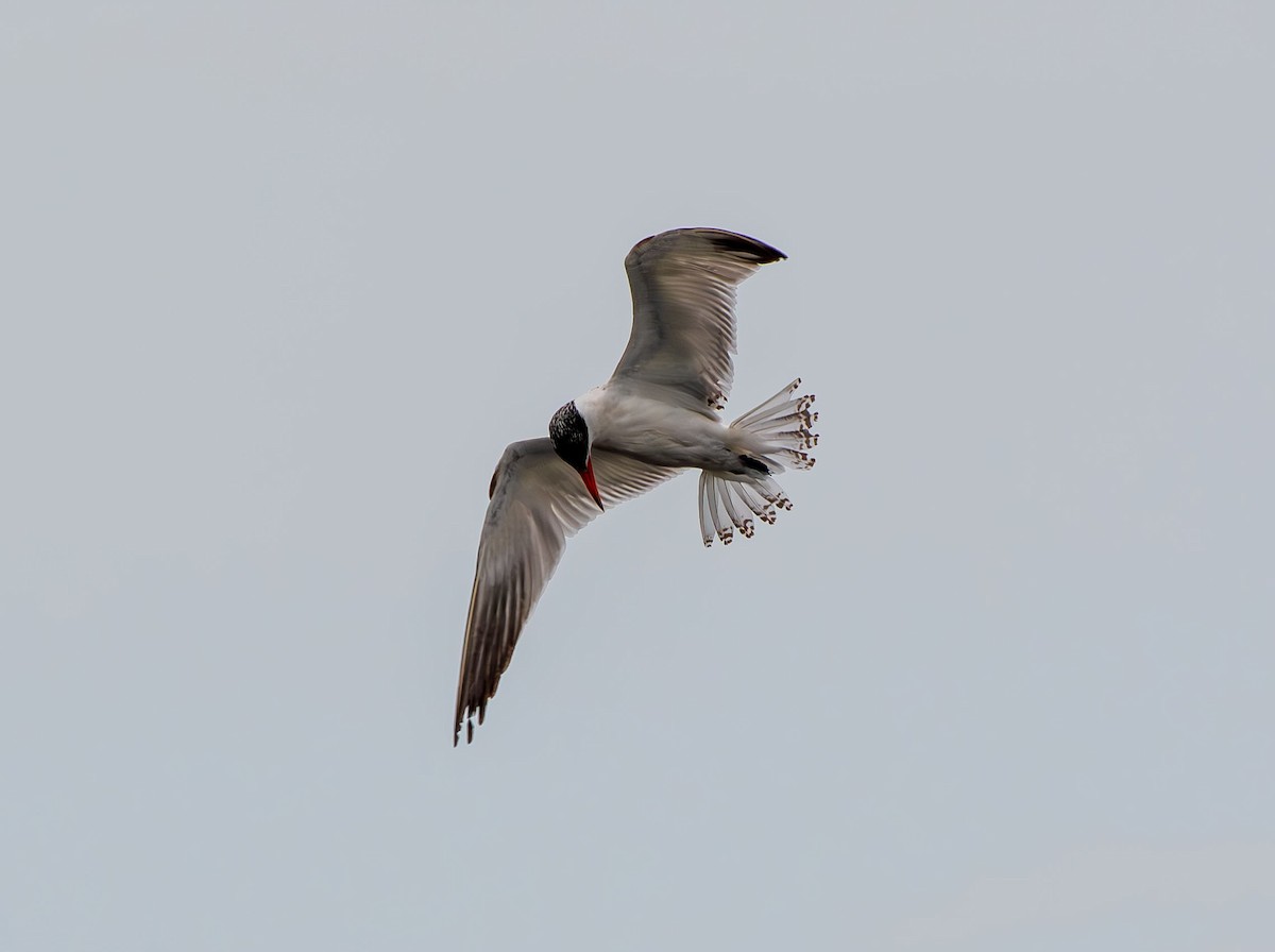 Caspian Tern - ML639357728