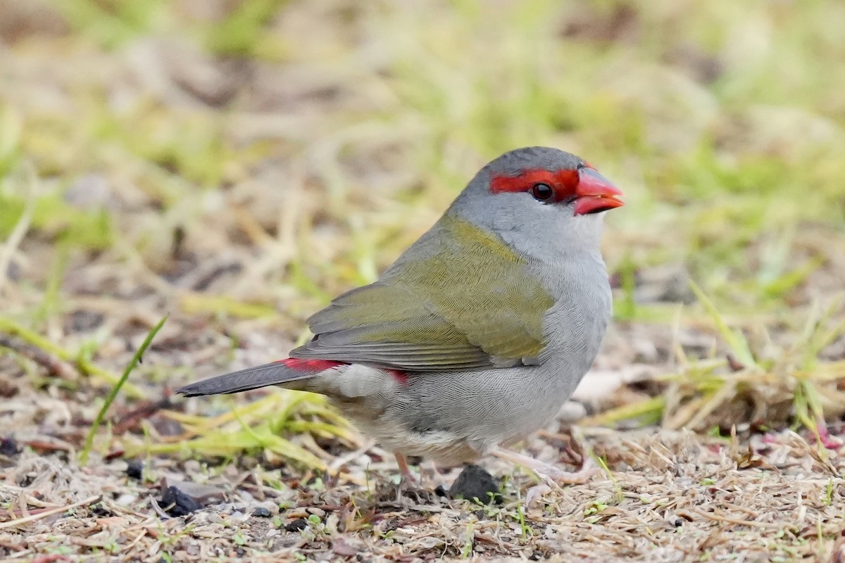 Red-browed Firetail - ML639357731