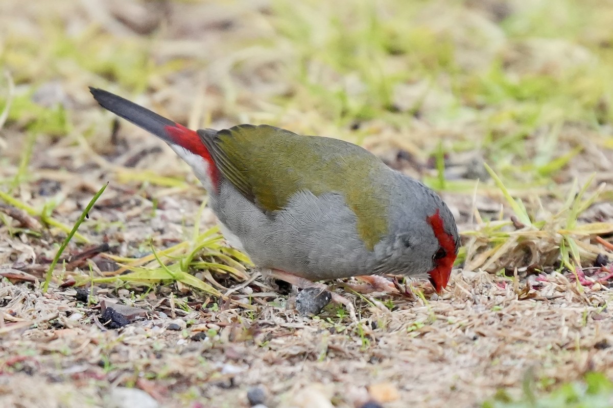 Red-browed Firetail - ML639357732
