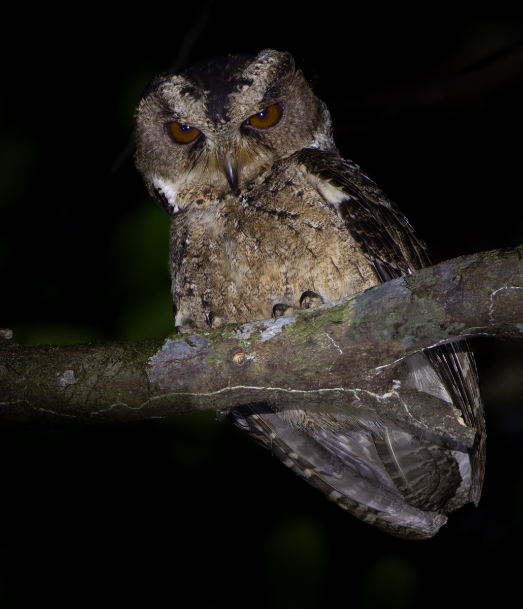 Everett's Scops-Owl - ML639357745