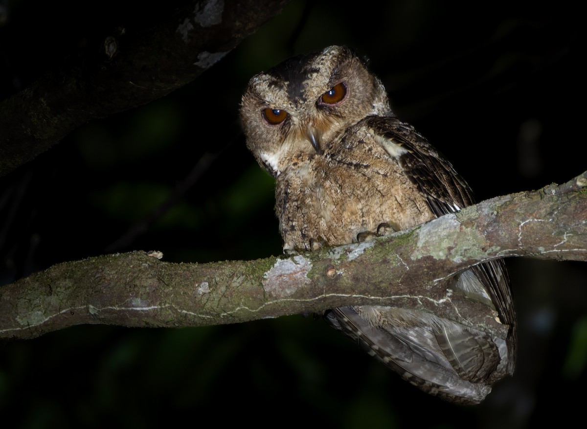 Everett's Scops-Owl - ML639357746