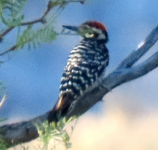 Ladder-backed Woodpecker - ML639357762