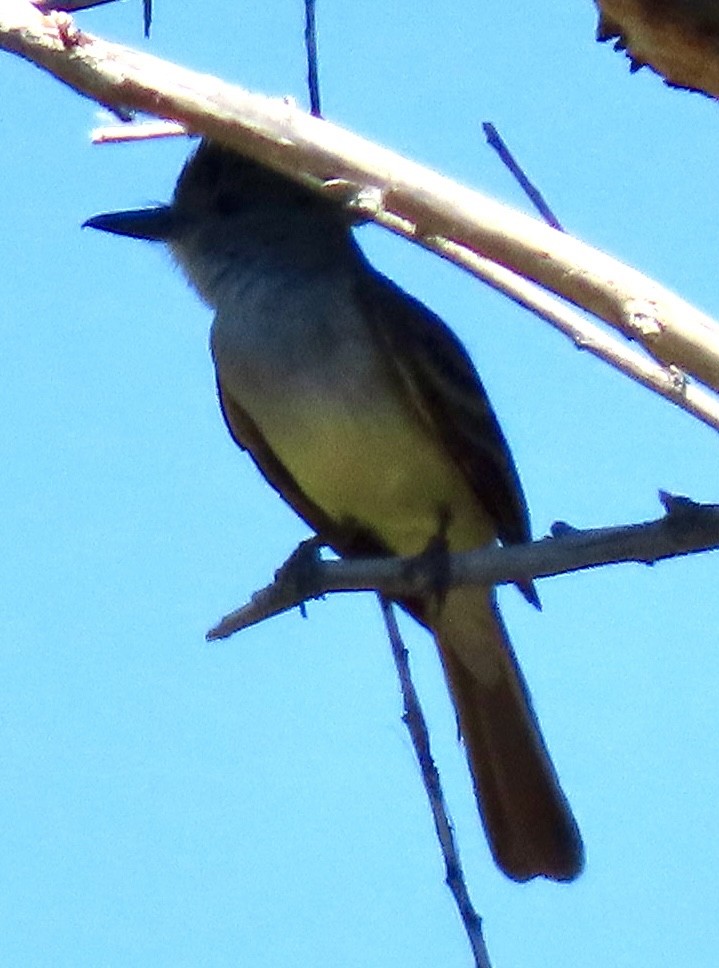 Brown-crested Flycatcher - ML639357775