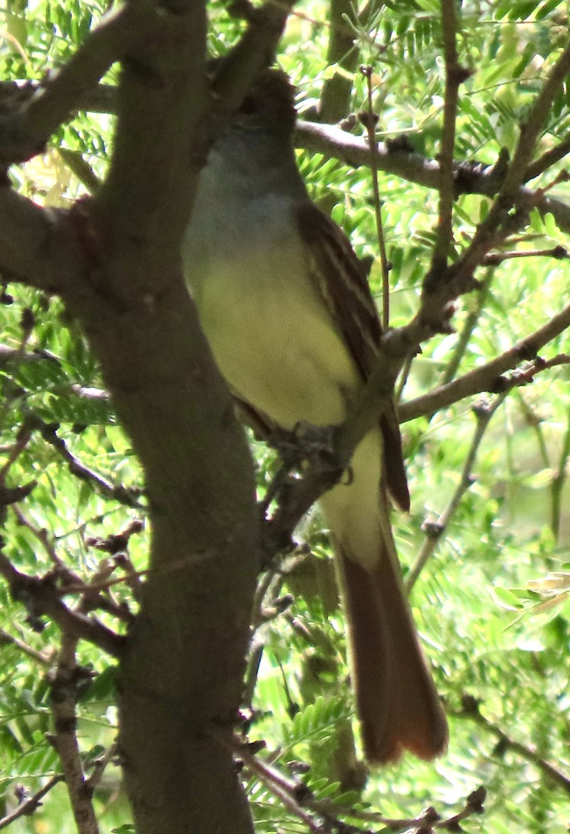 Brown-crested Flycatcher - ML639357776