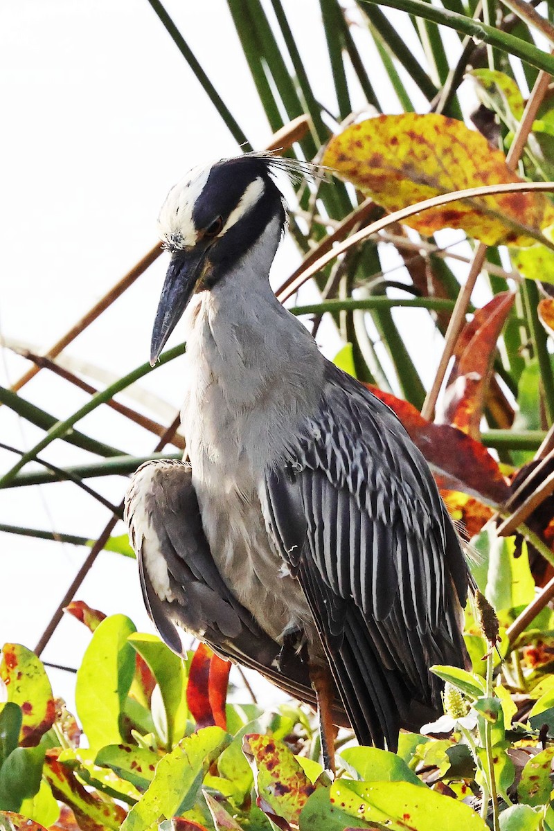 Yellow-crowned Night Heron - ML639357786