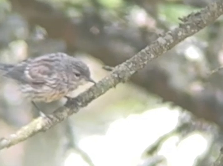 Blackpoll Warbler - ML639357789