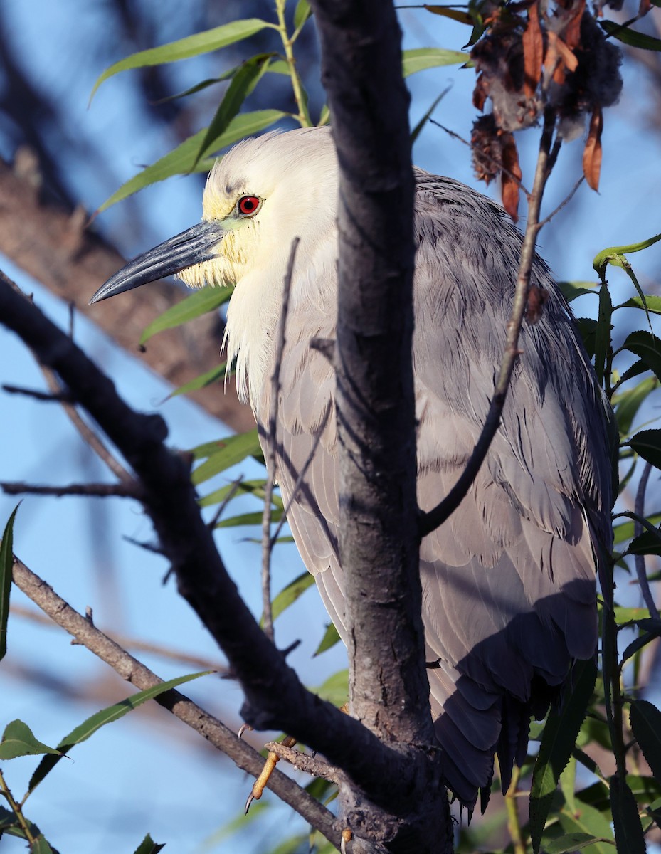 Black-crowned Night Heron - ML639357795