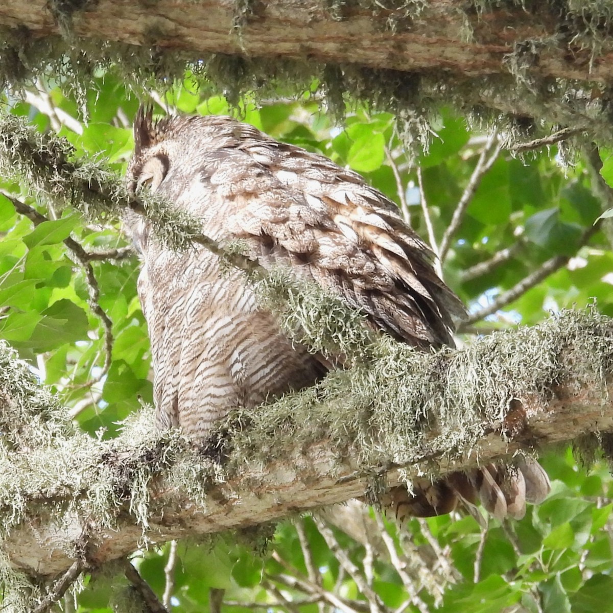 Great Horned Owl - ML639357799