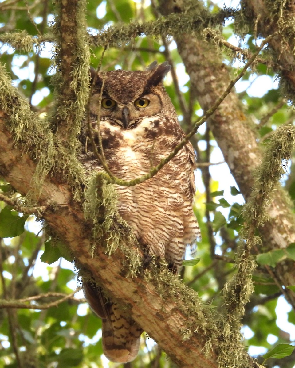 Great Horned Owl - ML639357800
