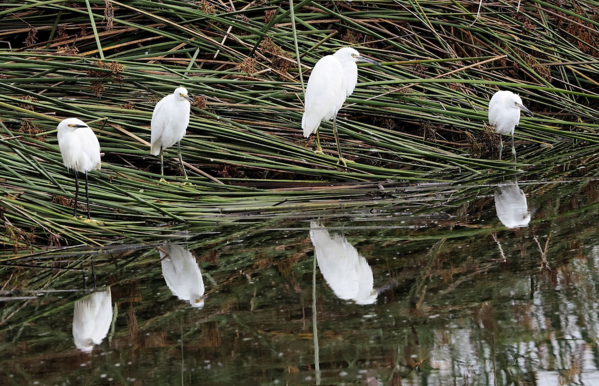 Snowy Egret - ML639357806