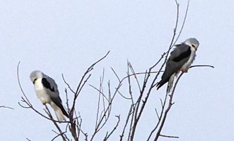 White-tailed Kite - ML639357819